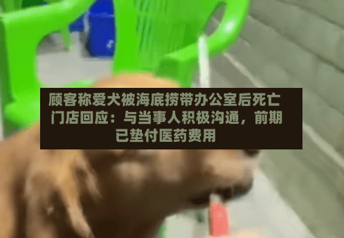 顾客称爱犬被海底捞带办公室后死亡 门店回应：与当事人积极沟通，前期已垫付医药费用-第3张图片