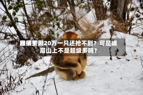 猴子费用涨疯了	，20万一只还抢不到？可是峨眉山上不是超级多吗？-第1张图片