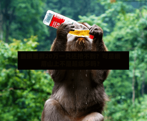 猴子费用涨疯了，20万一只还抢不到？可是峨眉山上不是超级多吗？-第3张图片