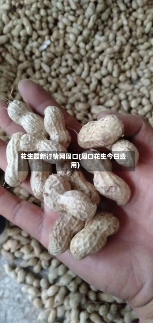 花生最新行情网周口(周口花生今日费用)-第3张图片