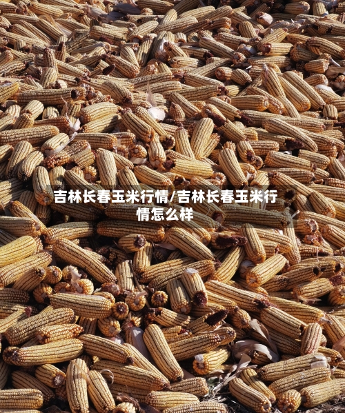 吉林长春玉米行情/吉林长春玉米行情怎么样