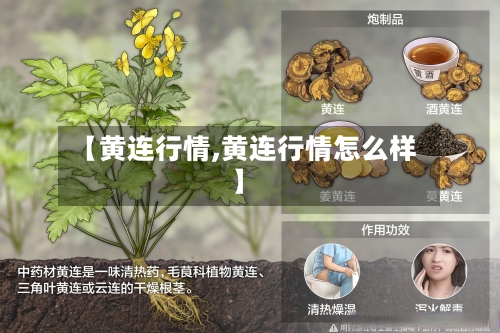 【黄连行情,黄连行情怎么样】-第2张图片