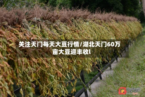 关注天门每天大豆行情/湖北天门60万亩大豆迎丰收l-第2张图片