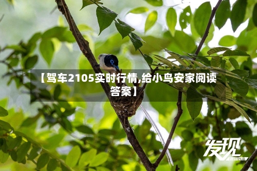 【驾车2105实时行情,给小鸟安家阅读答案】-第2张图片