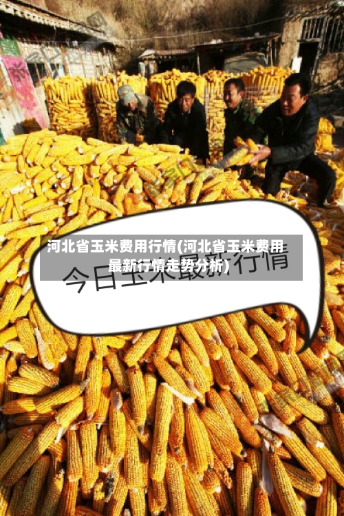 河北省玉米费用行情(河北省玉米费用最新行情走势分析)-第2张图片