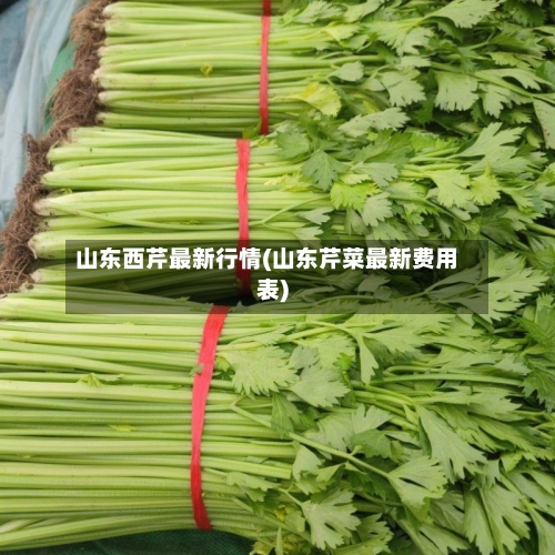山东西芹最新行情(山东芹菜最新费用表)-第3张图片